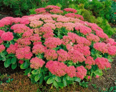 Produktbild von Sedum spectabile 'Brillant', Fetthenne, rosa Blüten, ca. 9x9 cm Topf