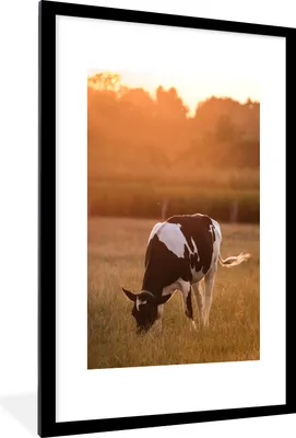Produktbild von MuchoWow® Gerahmtes Poster Kuh - Sonne - Tiere 60x90 cm - Poster mit Schwarzem Bilderrahmen Wandposter Rahmen Foto Bilder - Dekoration - Wandposter Wohnzimmer - Hochwertig