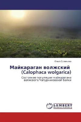 Produktbild von Majkaragan-Wolfsmilch (Calophaca wolgarica)