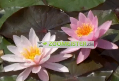 Produktbild von Seerose Rose Nymphe winterhart lachsrosa - Rhizom, Teichpflanze