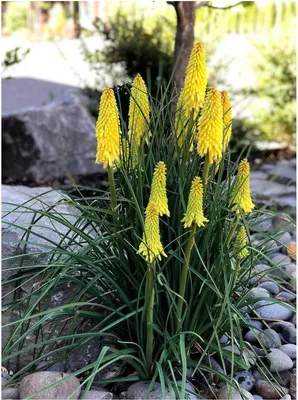 A cluster of yellow torch lilies (Kniphofia) with green foliage, set in a garden with rocks and pebbles.