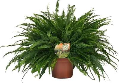 Image de Nephrolepis « Green Lady » (fougère de Boston) - plante d'intérieur, Ø19cm