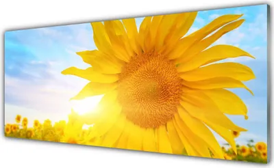 Produktbild von Küchenrückwand aus Glas 125x50cm Spritzschutz Sonnenblume Pflanzen