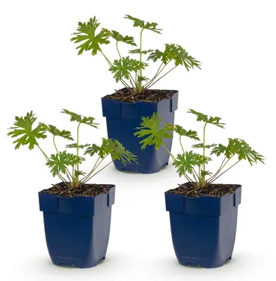 Image de Géranium Johnson's Blue - Géranium - Couvre-sol - Bleu - 3 plants - 15-25cm - Ø11cm - Plante de jardin