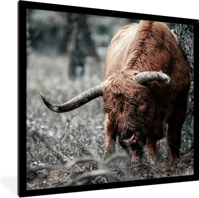 Produktbild von MuchoWow® Gerahmtes Poster Schottischer Highlander - Kuh - Winter 40x40 cm - Poster mit Schwarzem Bilderrahmen Wandposter Rahmen Foto Bilder - Mit Rahmen - Wanddekoration Schlafzimmer