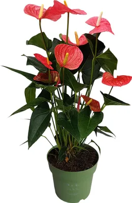 Image de Langue de feu - Anthurium 'Maine Pink' - Hauteur 55-70cm - ø17cm