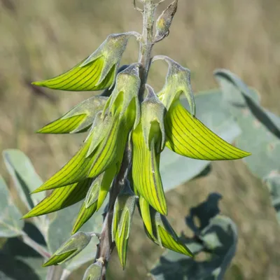 Obrázek produktu pro Zelená ptačí květina (Crotalaria cunninghamii)  – 5 semen