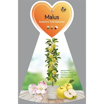 Zdjęcie produktu dla Jabłko filarowe 'Gold Sensation' ok. 120 cm - Malus domestica 'Gold Sensation'
