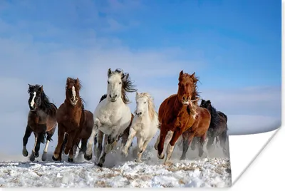 Produktbild von MuchoWow® Poster Galoppierende Pferde in der mongolischen Landschaft 60x40 cm - Schlafzimmerdekoration