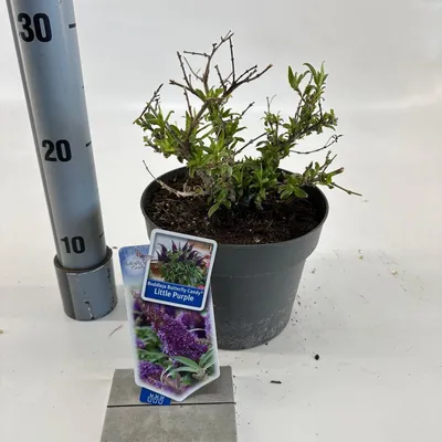 Obrázek produktu pro Buddleja davidii 'Butterfly Candy® Little Purple' – budleja | 30–35 cm v květináči