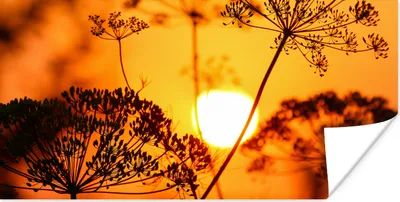 Produktbild von MuchoWow® Poster Pflanzen - Blumen - Sonnenuntergang - Orange 150x75 cm - ohne Rahmen