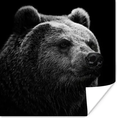 Produktbild von MuchoWow® Poster Bär - Leicht - Schwarz 100x100 cm - Babyzimmer