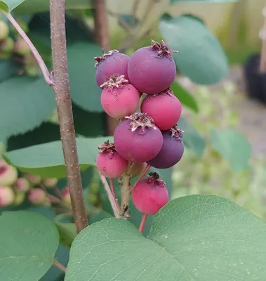 Produktbild von Felsenbirne `Smoky´ (Amelanchier alnifolia) 60-80cm im 3,5L-Topf