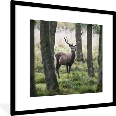 Produktbild von MuchoWow® Gerahmtes Poster Hirsche - Bäume - Gras 40x40 cm - Poster mit Schwarzem Bilderrahmen Wandposter Rahmen Foto Bilder - Poster - Plakat im Rahmen