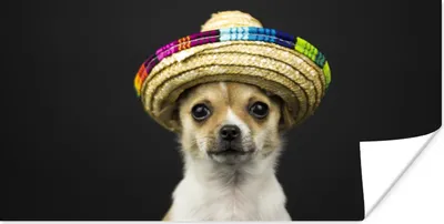 Produktbild von MuchoWow® Poster Hund - Sombrero - Schwarz 160x80 cm - Foto Poster