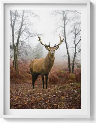 Produktbild von Hirsche im Wald im Herbst– Wandbild mit Rahmen – Gerahmtes Bild  – Wanddekoration – 60x80 cm –  Weiß Rahmen