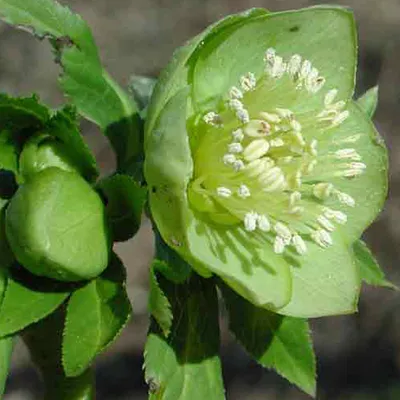 Obrázok produktu pre 6 x čemeřice - Helleborus viridis | Kvetináč 9cm x 9cm