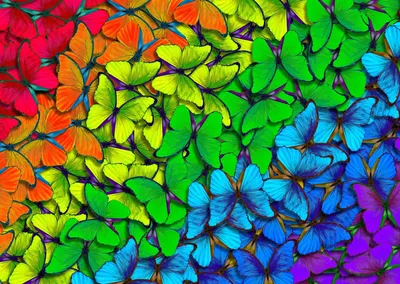 Produktbild von ENJOY Rainbow Butterflies Puzzle 1000 Teile