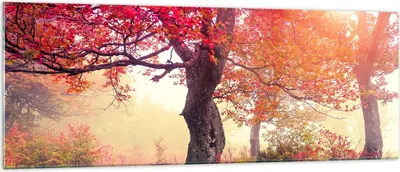 Produktbild von Bilder auf glas - Baum Natur Wiese - 140x50cm - Glasbilder - Wandbilder - Kunstdruck - zum Aufhängen bereit - Wanddekoration aus Glas - Glas Bilder - Wandbild auf Glas - Einteilig - GAB140x50-3658