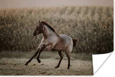 Produktbild von MuchoWow® Poster Pferd - Sand - Gras 120x80 cm - Bilder