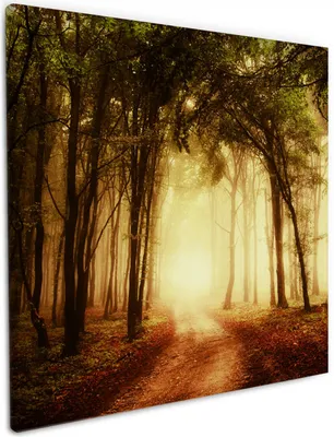 Produktbild von Wallario Premium Leinwandbild Sonnenuntergang auf dem Waldweg in Größe 50 x 50 cm