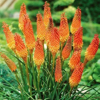 Image de Bloomique - Mélange de 5 - Kniphofia Uvaria Grandiflora - Flèche de feu - Lys torche - Tubercules - Plantes de jardin - Vivaces - Rustique - Vivace - Pousse jusqu'à 60-100 cm