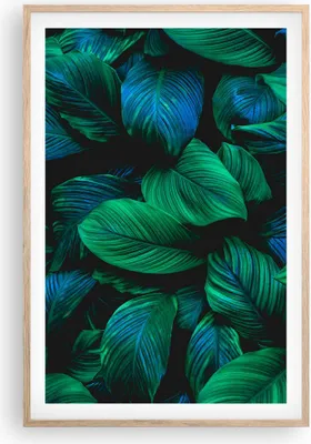 Produktbild von Gerahmtes Poster - Rahmen in heller Eiche - Blätter Pflanzen Exotik - 61x91,5 cm - Wand Bild - Wanddeko - Wandbilder - Kunstposter - Wandposter - Bilderrahmen - Bilder - Kunstdruck - P2NPA61x91-5066