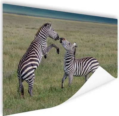 Produktbild von MuchoWow® Poster Spielende Zebras 160x120 cm - Foto Plakat