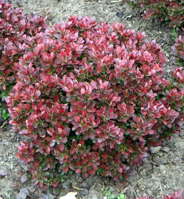 Produktbild von Thunberg-Berberitze ´BAGATELLE´ 20-30 cm, Cont. 2 l