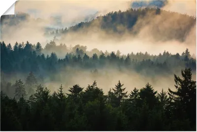 Produktbild von ARTland Poster Wald im Nebel Größe: 30x20 cm