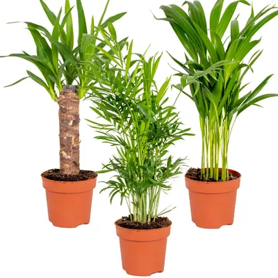 Zdjęcie produktu dla 3x Mieszanka palm tropikalnych – Dypsis-Chamaedorea-Yucca – Łatwa w utrzymaniu – ⌀12 cm – 20-45 cm