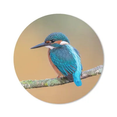 Produktbild von MuchoWow® Mauspad Mousepad Vogel - Eisvogel - Tiere - Zweig 40x40 cm - Mousepads - Maus Mat - Pad - Mausunterlage - Schreibtisch Accessoires