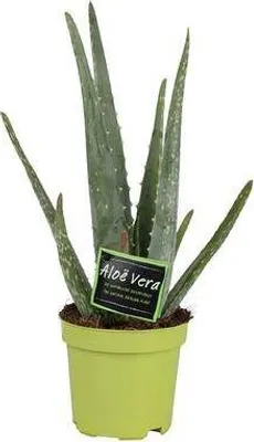 Produktbild von Echte Aloe Vera Zimmerpflanze Ø10 5cm 35cm hoch pflegeleicht Heilpflanze Deko