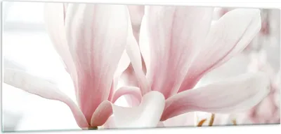 Produktbild von Bilder auf glas - Einteilig - Zweig Magnolie Blume - 100x40cm - Glasbilder - Wandbilder - Bilder - zum Aufhängen bereit - Wanddekoration aus Glas - Glas Bilder - Wandbild auf Glas - GAB100x40-4538