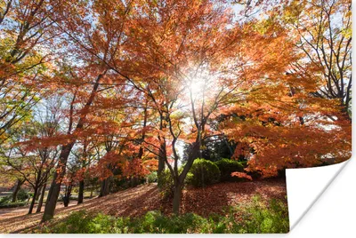 Produktbild von MuchoWow® Poster Sonnenlicht durch einen japanischen Ahorn im Park 90x60 cm - Schlafzimmer