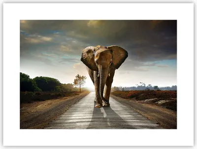 Produktbild von Poster - Poster ohne Rahmen - Elefant Straße Landschaft - 40x30 cm - Wand Bild - Wanddeko - Wandbilder - Kunstposter - Wandposter - Bilder - Kunstdruck - Wanddekoration - Wandbild - P2XAA40x30-0214