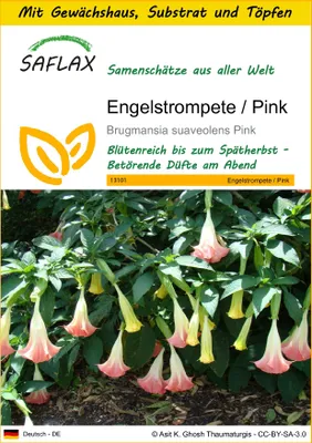 Produktbild von SAFLAX Anzucht Set - Engelstrompete / Pink - Brugmansia suaveolens Pink - 10 Samen - Mit Mini-Gewächshaus, Anzuchtsubstrat und 2 Töpfen