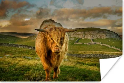 Produktbild von MuchoWow® Poster Schottischer Highlander - Gras - Berg 180x120 cm - Fotoplakat