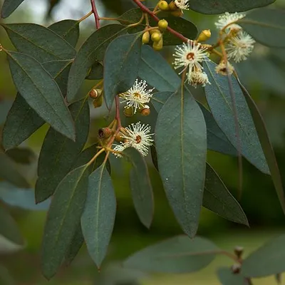 Produktbild von Korkflügel-Strauch - Eucalyptus gunnii  | 60-80 cm in Container