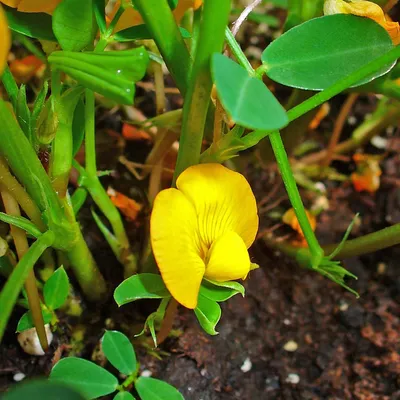 Produktbild von Schwarze Erdnuss (Arachis hypogaea 'Black') - 5 Samen