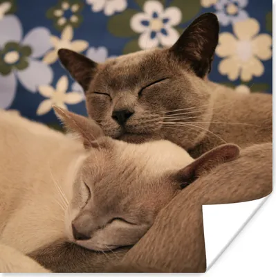 Produktbild von MuchoWow® Poster Zwei verschmuste burmesische Katzen 100x100 cm - Babyzimmer