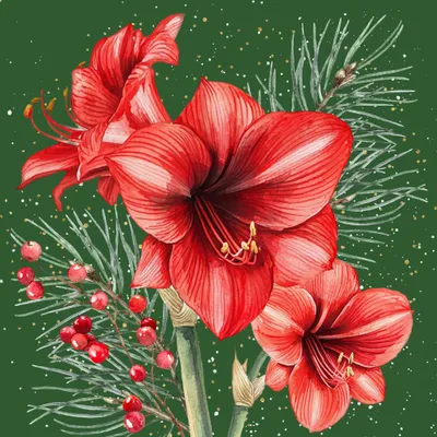 3-lagige Papierserviette mit roten Amaryllisblüten, Tannenzweigen und roten Beeren auf dunkelgrünem Grund.