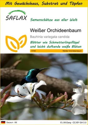 Produktbild von SAFLAX Anzucht Set - Weißer Orchideenbaum - Bauhinia variegata candida - 5 Samen - Mit Mini-Gewächshaus, Anzuchtsubstrat und 2 Töpfen