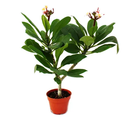 Obrázok produktu pre Hawaiian Temple Tree - Plumeria - Surprise Color