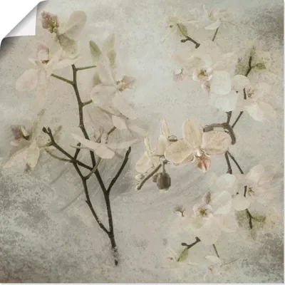 Produktbild von ARTland Poster Orchideen Größe: 30x30 cm