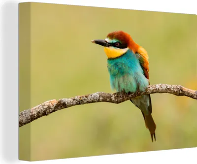 Produktbild von OneMillionCanvasses® - Leinwandbilder - 140x90 cm, Vogel - Bienenfresser - Tiere, Wandbilder Kunstdruck Wanddekoration - Foto auf Leinwand - Gemälde auf Holzrahmen