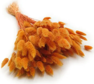 Produktbild von Getrocknete Hasenschwanzgras - (Lagurus) - Orange