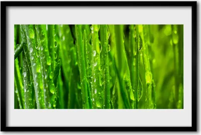 Produktbild von Bild 60x40 MDF-Rahmen Wandkunst Gras Natur Pflanze