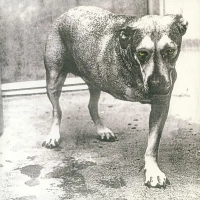 Immagine prodotto di Alice In Chains - Alice In Chains (30th Anniversary Edition) (Reissue) (Yellow Neon Coloured) (2 LP)