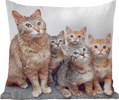 Produktbild von MuchoWow® Zierkissen Sofakissen Wohnzimmer Dekokissen 40x40 cm Katze - Kätzchen - Fell - Foto Kissen - Schlafzimmer Dekoration